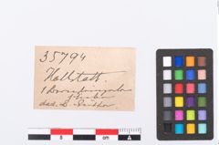 Etikett zu Bernsteinperle (NHMW-PRAE-035794)